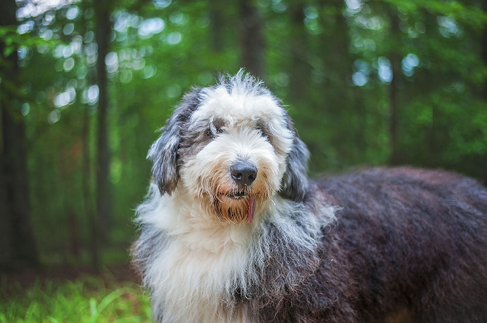 Great fashion english sheepdog